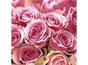 SZALVTA 3R - PINK RZSK 33X33 CM 